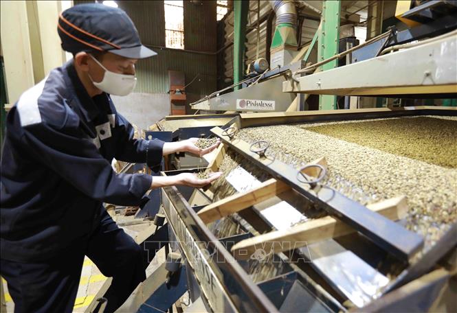 Trong ảnh: Kiểm tra chất lượng cà phê trước khi đóng bao xuất khẩu. Ảnh: Vũ Sinh - TTXVN
