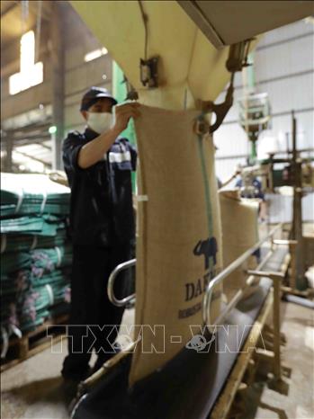 Trong ảnh: Đóng bao sản phẩm cà phê xuất khẩu tại nhà máy của công ty TNHH ĐăkMan. Ảnh: Vũ Sinh - TTXVN
