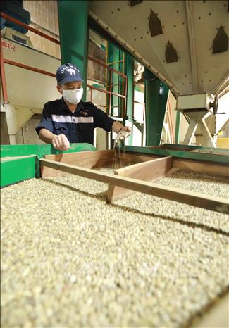 Trong ảnh: Kiểm tra chất lượng cà phê trước khi đóng bao xuất khẩu. Ảnh: Vũ Sinh - TTXVN