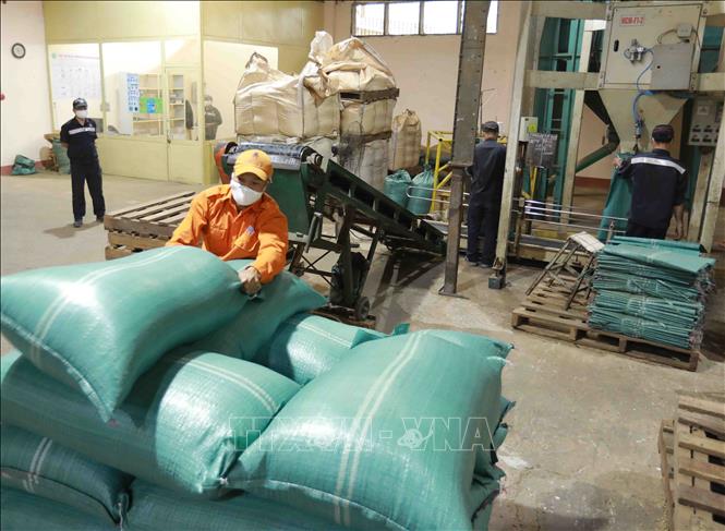 Trong ảnh: Đóng bao sản phẩm cà phê tại nhà máy của công ty TNHH ĐăkMan. Ảnh: Vũ Sinh - TTXVN
