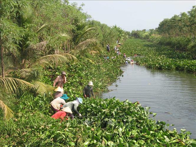Người dân xã Tân Phước (huyện Gò Công Đông, tỉnh Tiền Giang) ra quân vớt lục bình, khai thông dòng chảy trên tuyến kênh Xóm Gồng nhằm cứu trà lúa Đông Xuân 2015 – 2016 bị ảnh hưởng bởi tình trạng nước mặn xâm nhập sâu vào nội đồng. Ảnh: Minh Trí-TTXVN