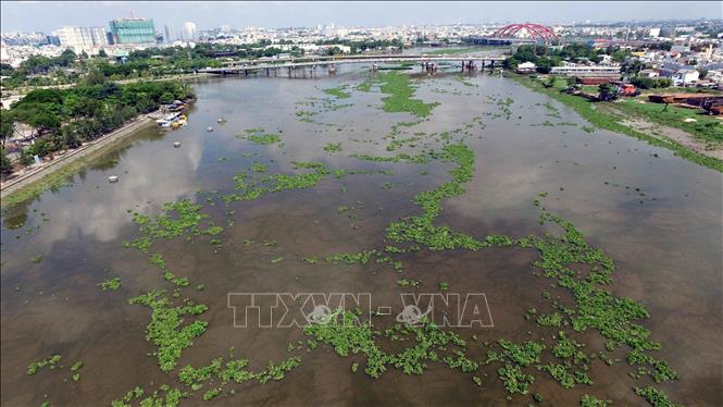 Lục bình trôi trên sông Sài Gòn vào các dòng kênh trên địa bàn TP Hồ Chí Minh. Ảnh: Hoàng Hải-TTXVN