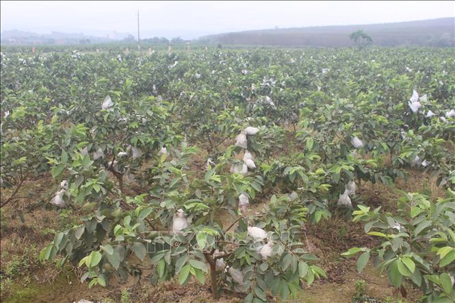 Trong ảnh: Năm 2021, xã Thành Tâm đang phấn đấu sẽ tích tụ, tập trung khoảng 30 ha đất nông nghiệp để trồng ổi theo hướng tập trung, quy mô lớn. Ảnh: Hoa Mai - TTXVN
