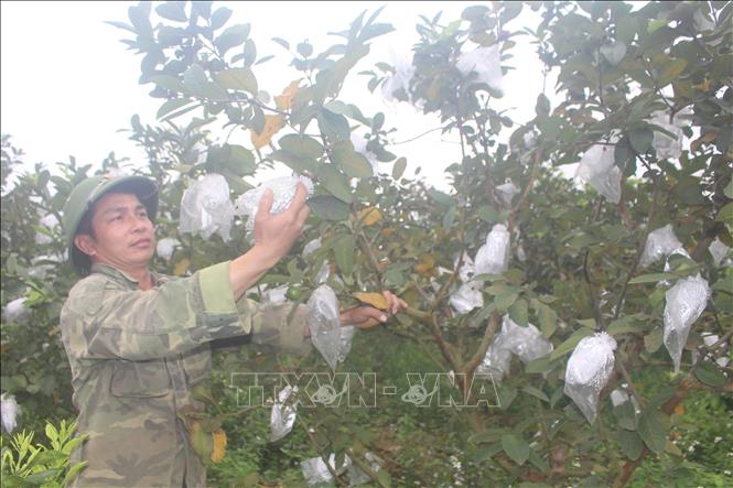 Trong ảnh: Với mức giá 12 - 15 nghìn đồng/kg, sau khi trừ chi phí, mỗi năm gia đình anh Bùi Anh Kiều, xã Thành Tâm, huyện Thạch Thành thu về khoảng 1,5 tỷ đồng từ cây ổi. Ảnh: Hoa Mai - TTXVN
