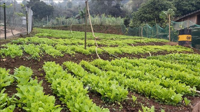 Xây dựng vườn mẫu bước tiến trong xây dựng nông thôn mới