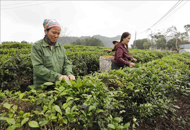 Trong ảnh: Được vay chương trình hộ sản xuất kinh doanh vùng khó khăn, gia đình chị Vũ Thị Nhường, dân tộc Nùng ở thôn Tân Thượng, xã Phúc Ứng có điều kiện cải tạo, chăm sóc hơn 1 ha đồi chè. Ảnh: Trần Việt - TTXVN