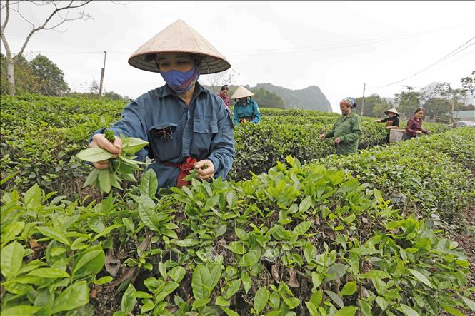 Trong ảnh: Được vay chương trình hộ sản xuất kinh doanh vùng khó khăn, gia đình chị Vũ Thị Nhường, dân tộc Nùng ở thôn Tân Thượng, xã Phúc Ứng có điều kiện cải tạo, chăm sóc hơn 1 ha đồi chè. Ảnh: Trần Việt - TTXVN
