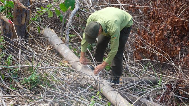 Trong ảnh: Lực lượng Kiểm lâm tiến hành đo đạc, kiểm đếm số lượng cây bị đốn hạ. Ảnh: Thanh Vân-TTXVN