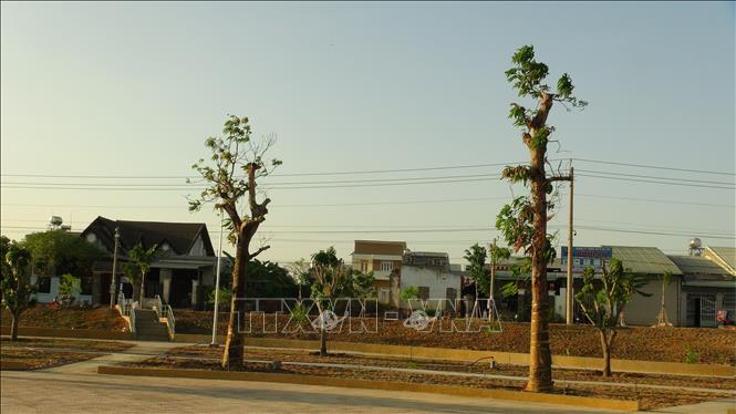 Trong ảnh: Công viên có hơn 300 cây xoài lớn nhỏ. Ảnh: K GỬIH -TTXVN