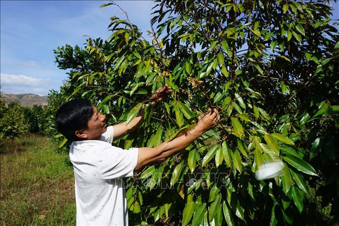 Gần 30ha sầu riêng của người dân huyện Sa Thầy, tỉnh Kon Tum bị rụng lá non, cháy lá già do sử dụng sai thuốc bảo vệ thực vật. Ảnh: Dư Toán – TTXVN