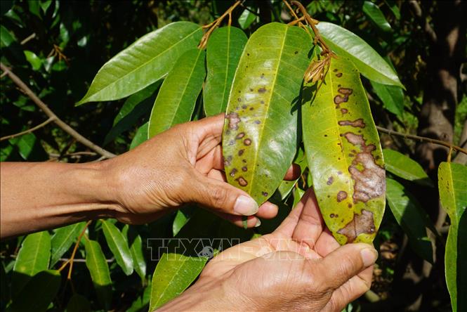 Gần 30ha sầu riêng của người dân huyện Sa Thầy, tỉnh Kon Tum bị rụng lá non, cháy lá già do sử dụng sai thuốc bảo vệ thực vật. Ảnh: Dư Toán – TTXVN