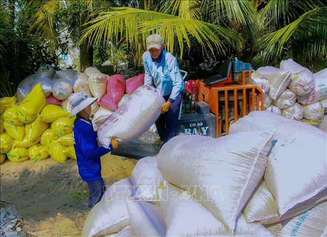 Trong ảnh: Nông dân thành phố Cần Thơ tập kết lúa chuẩn bị bán cho thương lái. Ảnh: Thanh Liêm - TTXVN