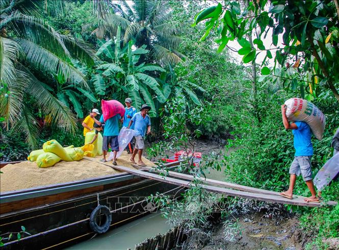 Trong ảnh: Chuyển lúa xuống ghe để chở về nhà máy. Ảnh: Thanh Liêm - TTXVN
