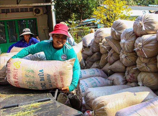 Trong ảnh: Bốc dỡ lúa vừa thu hoạch để cân bán cho thương lái. Ảnh: Thanh Liêm - TTXVN