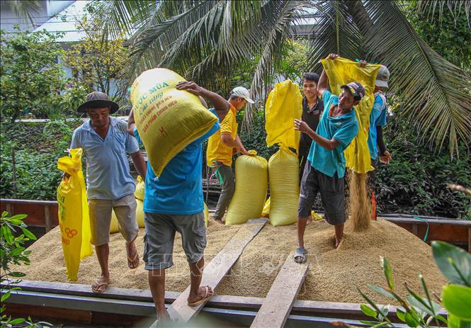 Trong ảnh: Thu mua lúa của nông dân ở huyện Thới Lai, thành phố Cần Thơ. Ảnh: Thanh Liêm - TTXVN