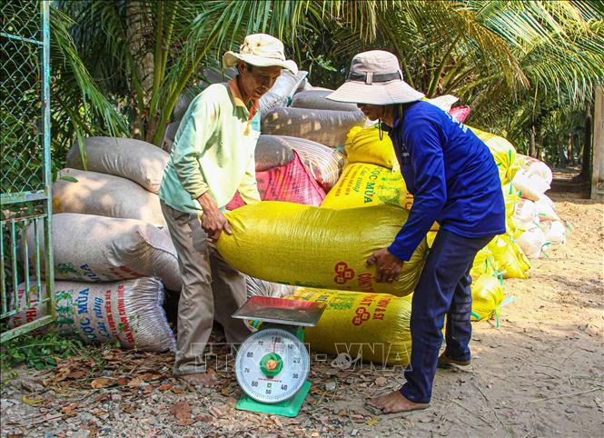 Trong ảnh: Nông dân huyện Thới Lai, thành phố Cần Thơ cân lúa chuẩn bị bán cho thương lái. Ảnh: Thanh Liêm - TTXVN