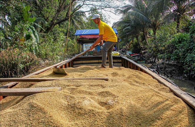 Trong ảnh: Lúa được chuyển xuống ghe để chở về nhà máy. Ảnh: Thanh Liêm - TTXVN