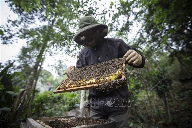 Trong ảnh: Ông Nguyễn Minh Phán kiểm tra một cầu ong chuẩn bị thu hoạch mật. Ảnh: Trọng Đạt-TTXVN