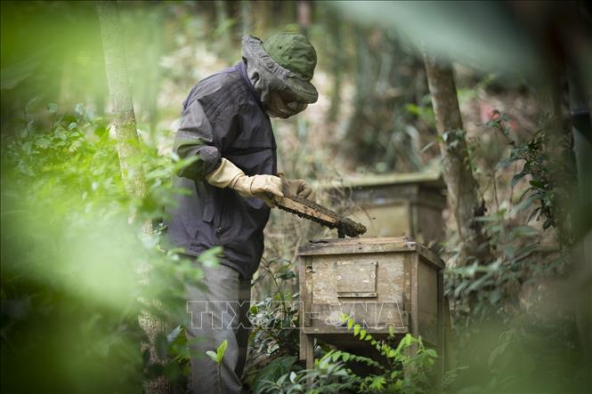 Trong ảnh: Nghề nuôi ong lấy mật đòi hỏi người nuôi phải có sự cẩn thận, tỉ mỉ và am hiểu về các đặc tính của ong. Ảnh: Trọng Đạt-TTXVN