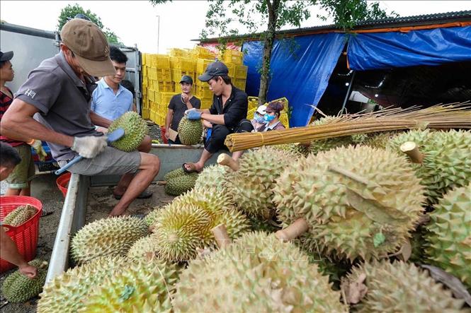 Thu mua sầu riêng ở huyện Đạ Huai (Lâm Đồng). Ảnh: Nguyễn Dũng – TTXVN