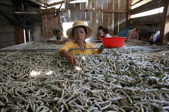 Nhờ những chính sách giảm nghèo nhanh và bền vững của Chính phủ, huyện Đam Rông, tỉnh Lâm Đồng đã triển khai nhiều mô hình đem lại hiệu quả kinh tế cao, góp phần giảm nghèo bền vững. Ảnh: Đặng Tuấn – TTXVN
