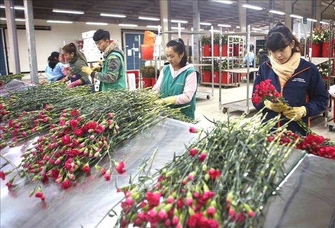 Phân loại, đóng gói hoa xuất khẩu tại Công ty Hasfarm Đà Lạt (Lâm Đồng). Ảnh: Vũ Sinh - TTXVN