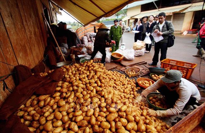 Kinh doanh mặt hàng khoai tây của các tiểu thương tại chợ nông sản Đà Lạt (TP. Đà Lạt). Ảnh: Nguyễn Dũng - TTXVN