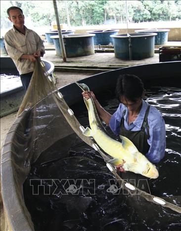 Trạm nghiên cứu cá nước lạnh Tây Nguyên (Lâm Đồng) chuyên nghiên cứu, sản xuất giống thủy sản nhân tạo và nuôi thương phẩm các đối tượng thủy sản có giá trị kinh tế cao. Ảnh: Vũ Sinh - TTXVN