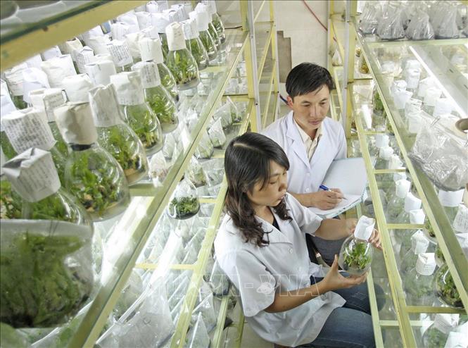 Lâm Đồng đang dẫn đầu cả nước về ứng dụng công nghệ cao trong sản xuất nông nghiệp, đặc biệt là việc áp dụng công nghệ invitro (nuôi cấy mô) trong sản xuất cây giống chất lượng cao. Ảnh: Nguyễn Dũng - TTXVN