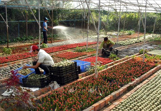Đầu tư lai tạo giống, trồng và kinh doanh các loại hoa xương rồng ở thành phố Đà Lạt, tỉnh Lâm Đồng. Ảnh: Dương Ngọc - TTXVN