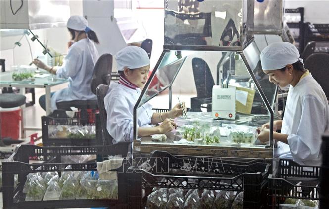 Công ty CP Công nghệ sinh học Rừng Hoa, thành phố Đà Lạt (Lâm Đồng) chuyên sản xuất cây giống bằng phương pháp cấy mô và trồng hoa theo quy trình công nghiệp phục vụ xuất khẩu. Ảnh: Thế Anh-TTXVN