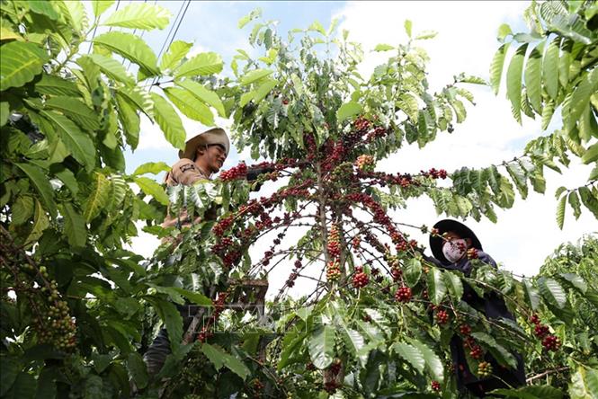 Thu hoạch cà phê tại Công ty Thịnh Thảo, xã N’Thol Hạ, huyện Đức Trọng, tỉnh Lâm Đồng. Ảnh: Vũ Sinh - TTXVN