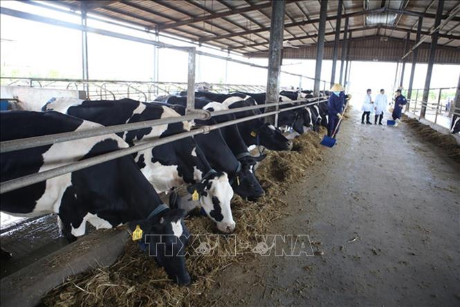 Trang trại bò sữa Vinamilk Đà Lạt, huyện Đơn Dương (Lâm Đồng) có tổng đàn bò sữa 1.600 con, mỗi tháng thu hơn 600 tấn sữa tươi đảm bảo chất lượng. Ảnh: Vũ Sinh - TTXVN