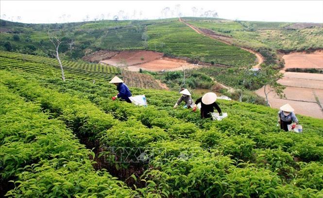 Tỉnh Lâm Đồng hiện có gần 26.000 ha chè (chiếm tỷ lệ 25% về diện tích và 27% về sản lượng chè của cả nước), trong đó diện tích chè chất lượng cao có gần 2.500 ha. Cây chè được trồng tập trung tại các huyện Di Linh, Bảo Lộc, Bảo Lâm, Lâm Hà và thành phố Đà Lạt. Ảnh: Huy Hùng – TTXVN