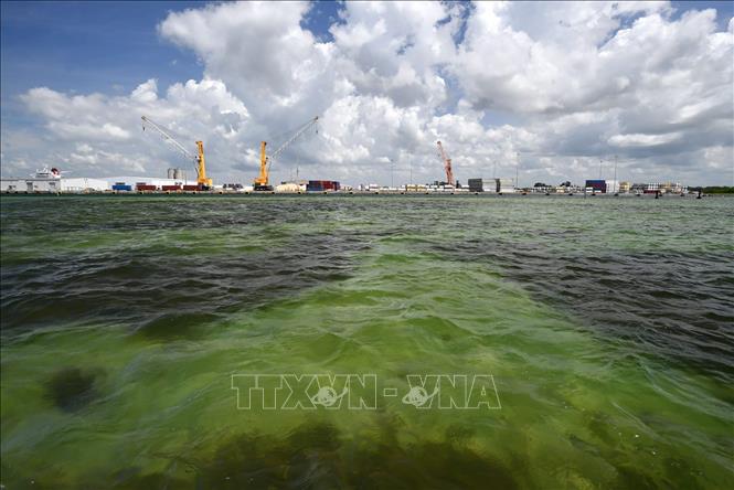 Trong ảnh: Hồ chứa nước thải ở Vịnh Tampa, gần cảng Manatee, bang Florida, Mỹ. Ảnh: Herald-Tribune/TTXVN