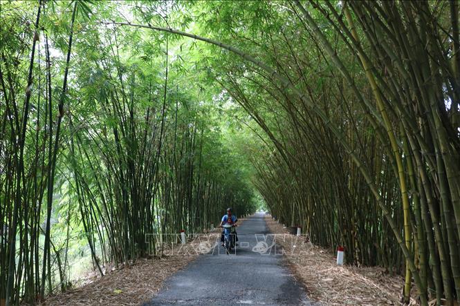 Trong ảnh: Tre được trồng hai bên đường vào rừng tràm Gáo Giồng. Ảnh: Nguyễn Văn Trí - TTXVN