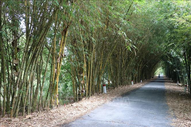 Trong ảnh: Tre được trồng hai bên đường vào rừng tràm Gáo Giồng. Ảnh: Nguyễn Văn Trí - TTXVN