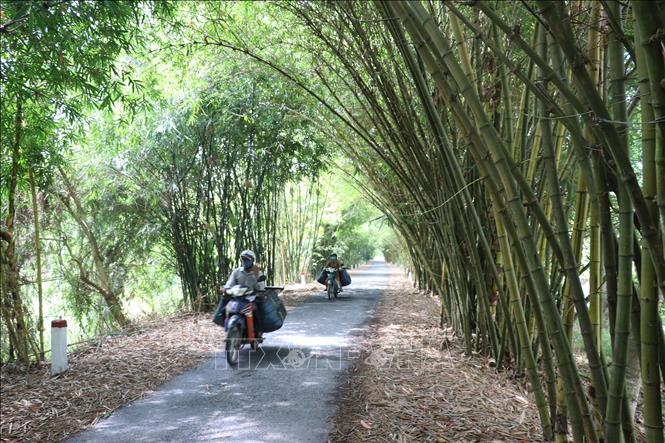 Trong ảnh: Tre được trồng hai bên đường vào rừng tràm Gáo Giồng. Ảnh: Nguyễn Văn Trí - TTXVN