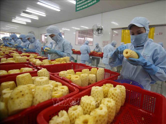 Photo: Processing pineapples for exports at a plant of the An Giang Farm Produce Joint Stock Company in the southern province of An Giang. VNA Photo: Vũ Sinh