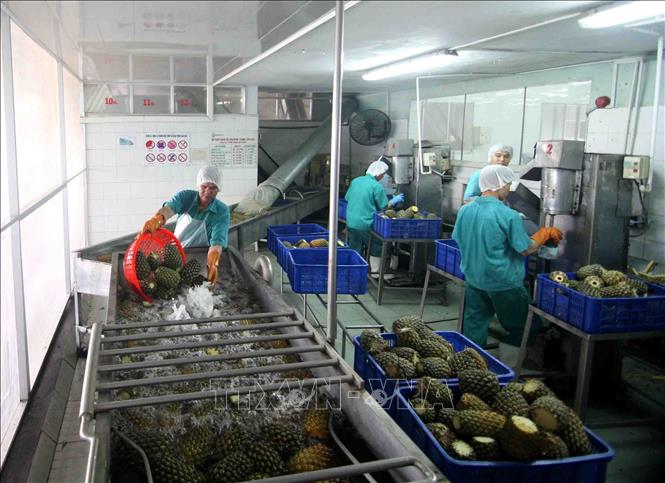 Photo: Processing pineapples for exports at a plant of the An Giang Farm Produce Joint Stock Company in the southern province of An Giang. VNA Photo: Vũ Sinh