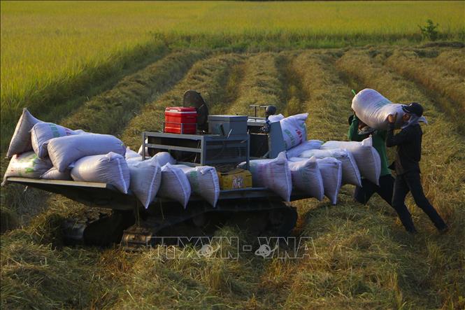 Photo: Harvesting the 2020-2021 winter-spring rice crop in Chau Thanh A district, the Mekong Delta province of Hau Giang. VNA Photo