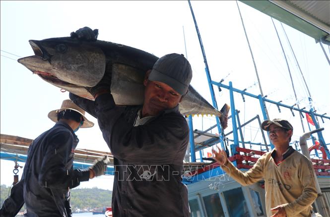 Photo: Tuna fishing at the Tien Chau Port in the southern province of Phu Yen. VNA Photo