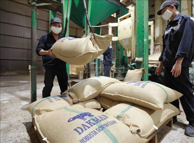 Photo: Coffee products for exports produced by the DakMan Vietnam Co. Ltd. in the Central Highlands province of DakLak. VNA Photo