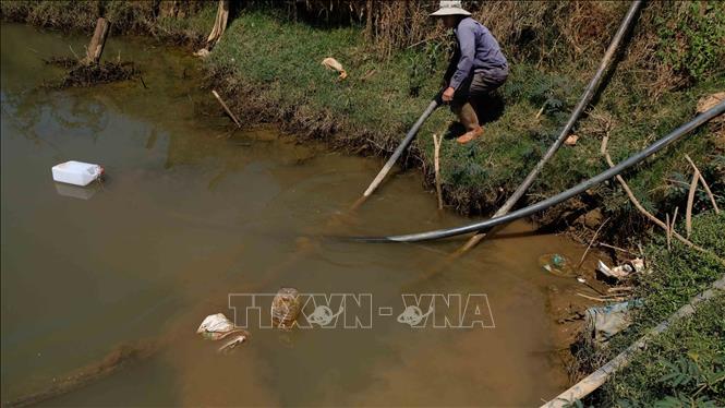 Trong ảnh: Người dân sử dụng máy bơm để hút nguồn nước còn lại từ hồ lên tưới vườn bắp cải sắp cho thu hoạch. Ảnh: Nguyễn Dũng – TTXVN 
