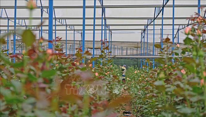 Trong ảnh: Một nhà kính trồng hoa hồng sát bên lòng hồ Đankia phải khoan giếng để tưới tiêu, cũng khiến nước ngầm khu vực này ngày càng suy giảm. Ảnh: Nguyễn Dũng – TTXVN 

