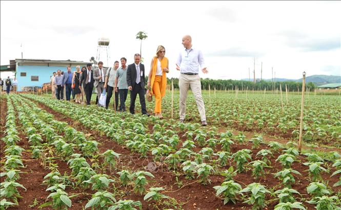 Trong ảnh: Hoàng hậu Hà Lan Máxima đi tham quan thực tế mô hình sản xuất nông nghiệp sạch tại Đà Lạt (Lâm Đồng), trong chuyến thăm và làm việc tại Việt Nam. Ảnh: Nguyễn Dũng – TTXVN