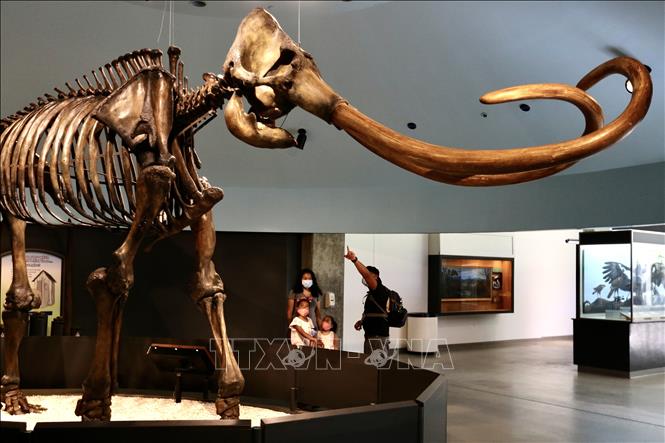 Trong ảnh: Du khách thăm quan Viện Bảo tàng La Brea Tar Pits ở Los Angeles, Mỹ ngày 8/4/2021. Ảnh: THX/TTXVN