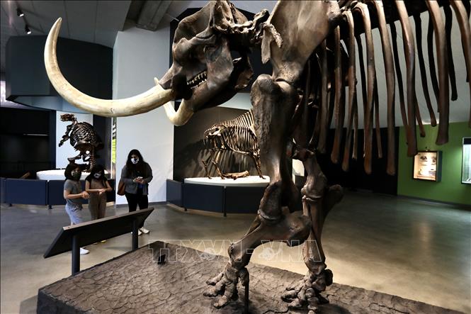 Trong ảnh: Du khách thăm quan Viện Bảo tàng La Brea Tar Pits ở Los Angeles, Mỹ ngày 8/4/2021. Ảnh: THX/TTXVN