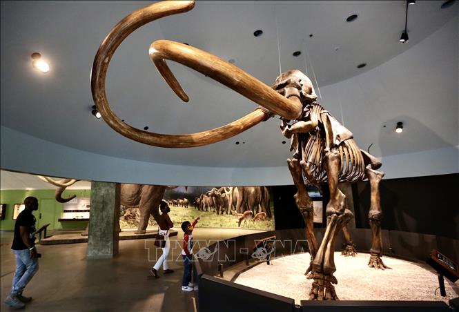 Trong ảnh: Du khách thăm quan Viện Bảo tàng La Brea Tar Pits ở Los Angeles, Mỹ ngày 8/4/2021. Ảnh: THX/TTXVN