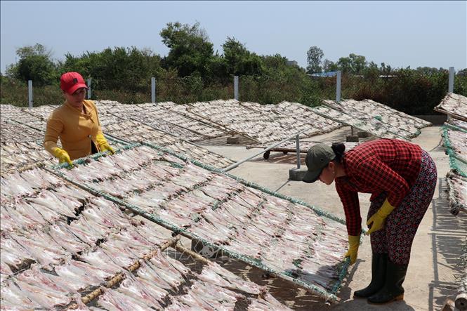 Photo: Drying fish at Vam Lang village. VNA Photo: Huu Chi